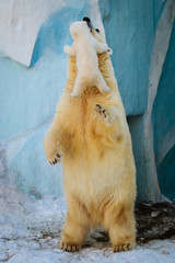 Polar bear playing with cub © A.Lukin