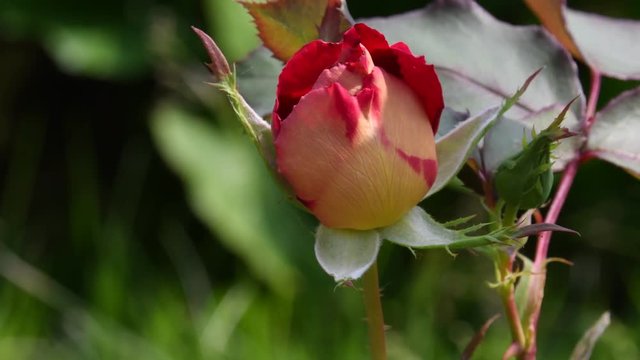 Il bocciolo di rosa screziato , mosso dalla leggera brezza