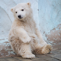 Funny polar bear cub © A.Lukin