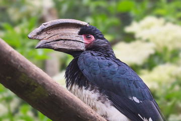 Trumpeter Hornbill headshot