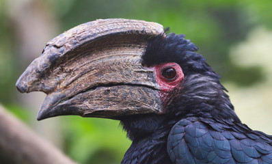 Trumpeter Hornbill headshot
