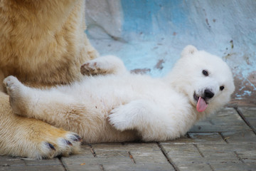 Polar bear with cub