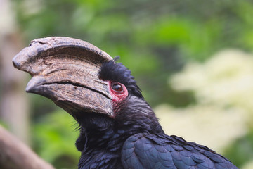 Trumpeter Hornbill headshot