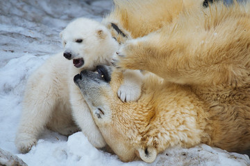 Polar bear with cub