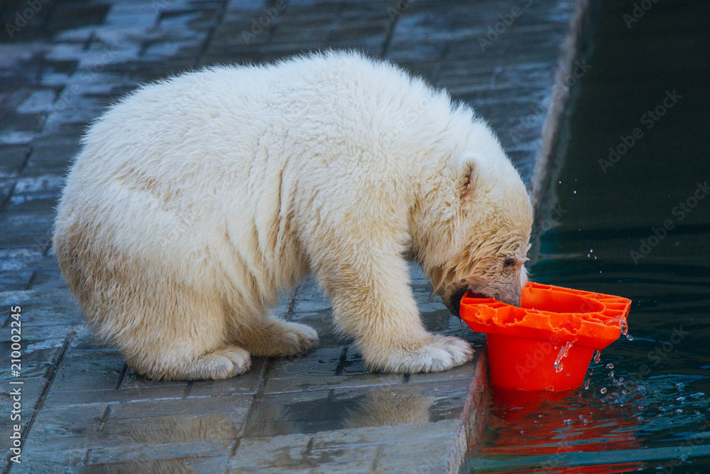 Wall mural polar bear cub playing with toy