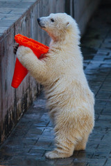 Polar bear cub playing with toy