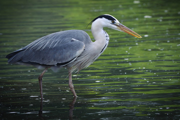 Grey Heron looking for food