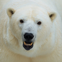 Obraz na płótnie Canvas Polar bear head