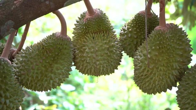durian farm , musang king in focus