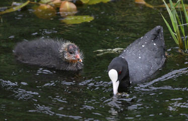 Young Coot chick with parent