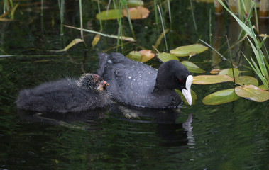 Young Coot chick with parent