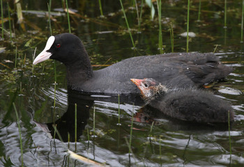 Young Coot chick with parent