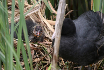 Young Coot chick with parent