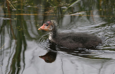 Young Coot chick in water