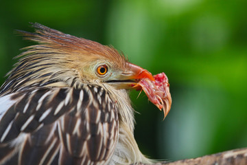Guira Cuckoo with food