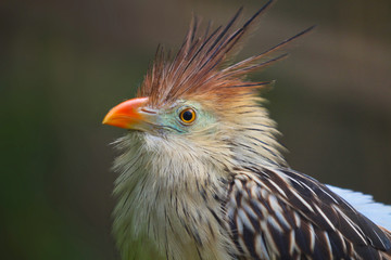Guira Cuckoo portrait