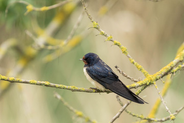 swallow on a branch with light