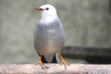 Red Billed Starling