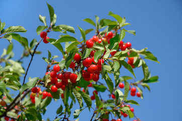 Tree branch with ripe cherries on a cloudless sky background