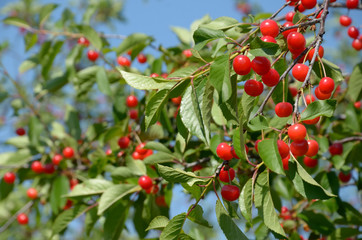 Cherry tree branches with ripe fruits