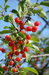 Cherries on a branch