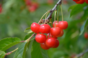 A bunch of ripe cherries