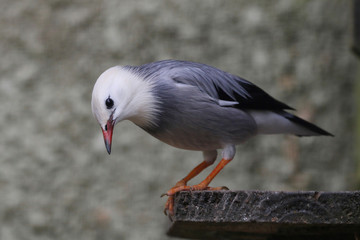 Red Billed Starling