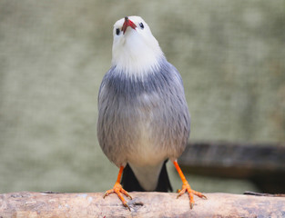 Red Billed Starling