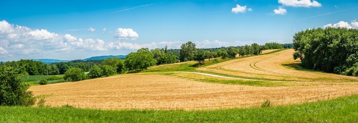 Huge panorama over a corn field in summer