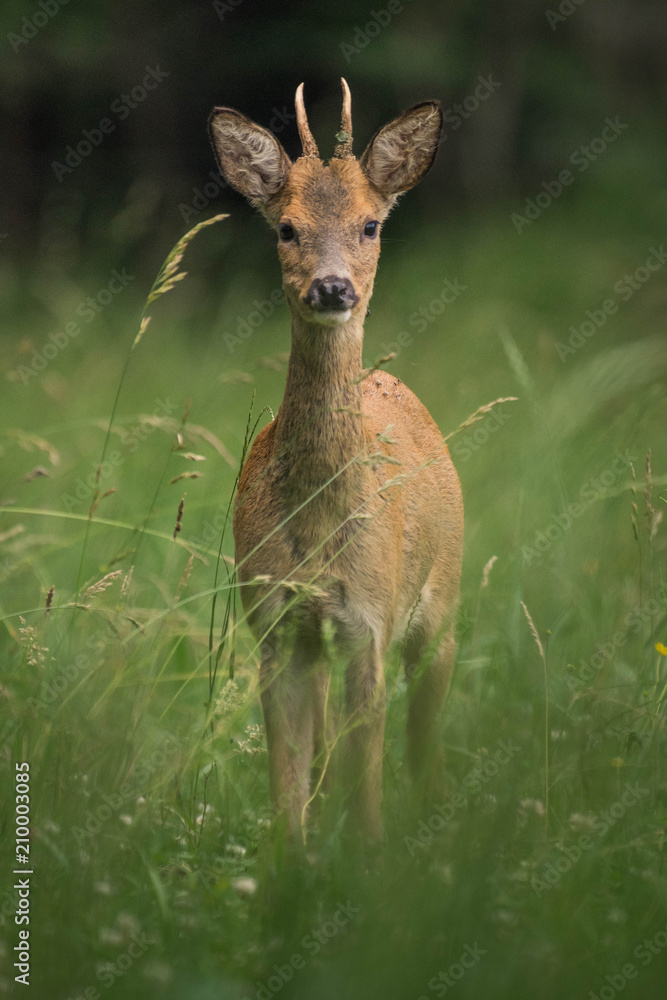 Wall mural young male deer