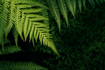 Fototapeta na wymiar Green nature fern background
