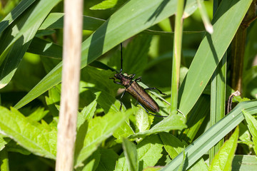 Moschusbock