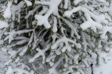 View of spruce branches covered with snow from above