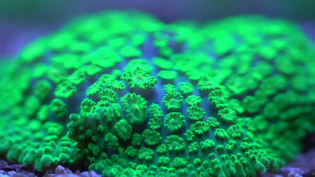 favia brain close up green bullseye mushroom coral