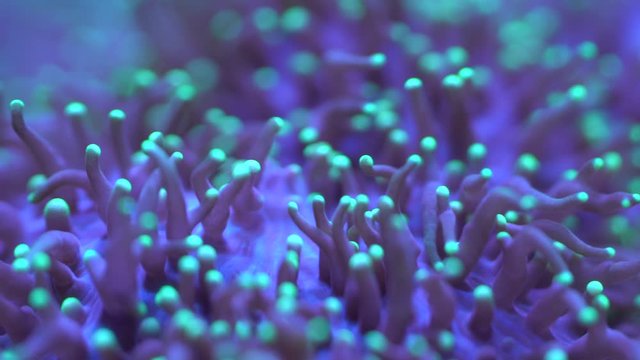 close up polyps of mushroom coral