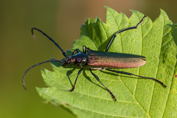 Moschusbock