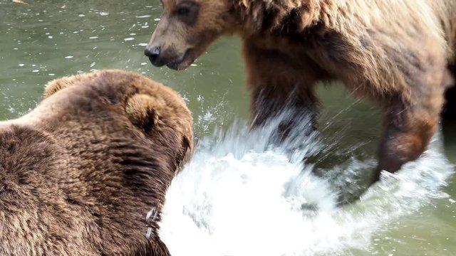 Fight of bears in the water. Brown bears (Ursus arctos beringianus). Kamchatka brown bears.