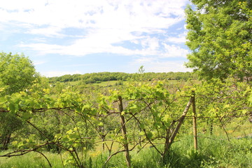 haie de vignes