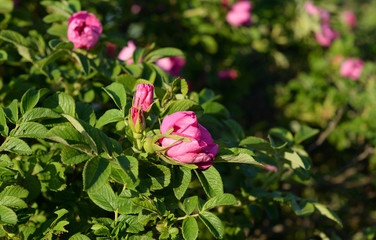Wild rose bush close up.