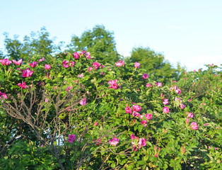 Wild rose bush close up.