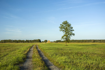 Fototapeta na wymiar Road through a meadow and lonely tree