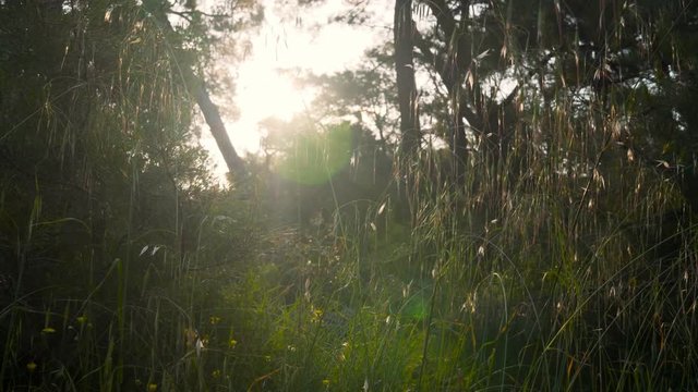 Slowly sliding across wild grasses on a forest floor with bright sunlight shining through at dawn