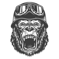 Head of gorilla © DGIM studio