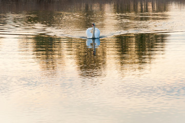 Fototapeta na wymiar beautiful bird floating on the water, on the lake swan floats
