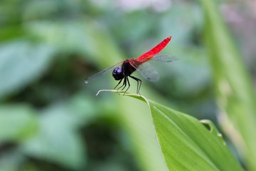 Macro shots, dragonfly Showing of eyes and wings detail,Adult dragonflies are characterized by large, multifaceted eyes.