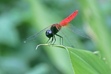 Macro shots, dragonfly Showing of eyes and wings detail,Adult dragonflies are characterized by large, multifaceted eyes.