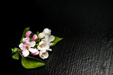 spring branch of a blossoming apple-tree lies on a table, in May trees blossom