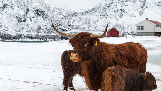 Norwegian bull