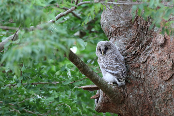フクロウのヒナ