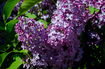 lilacs blossomed in May, beautiful twigs of lilac, a bush of blossoming lilacs in the park